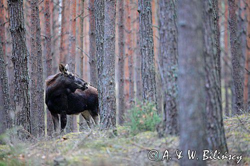 łoś Alces alces, Bagna Biebrzańskie, las sosnowy