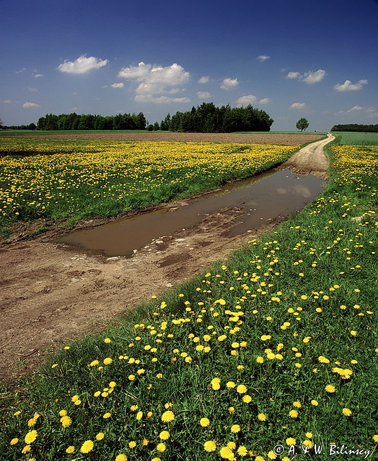 droga, Mazowsze, mlecze, mniszek lekarski Taraxacum officinale