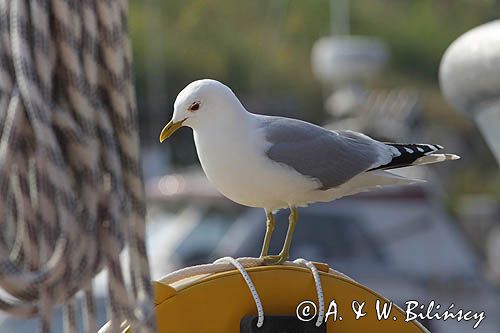 Mewa siwa, mewa pospolita, Larus canus