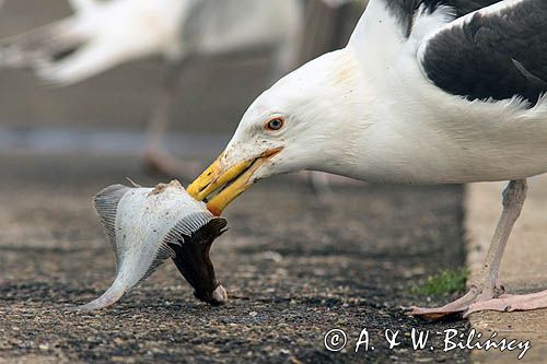 Mewa siodłata, Larus marinus z flądrą