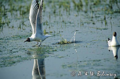 Mewa śmieszka śmieszka) Larus ridibundus)