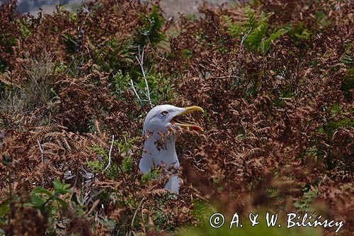 Mewa srebrzysta Larus argentatus na gnieździe