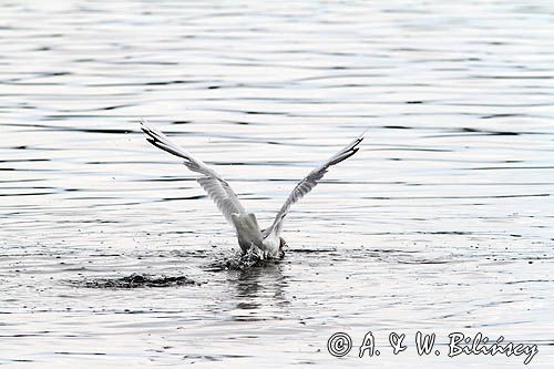 mewa śmieszka, Chroicocephalus ridibundus, syn. Larus ridibundus