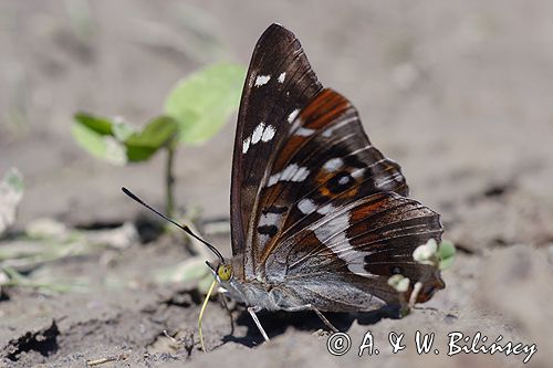 Mieniak tęczowiec Apatura iris