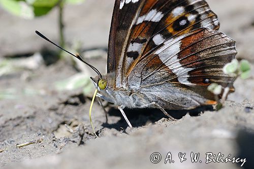 Mieniak tęczowiec Apatura iris
