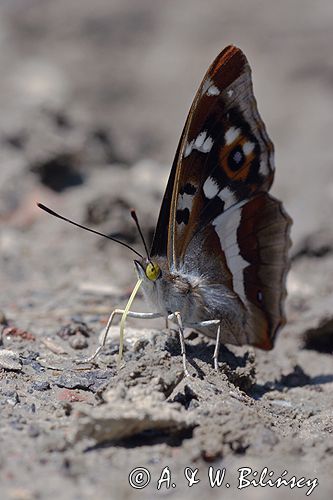 Mieniak tęczowiec Apatura iris