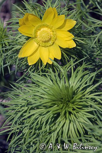 miłek wiosenny Adonis vernalis rezerwat 'Skorocice' Ponidzie
