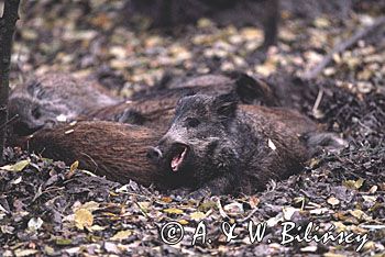 młode dziki, podrośniete warchlaki