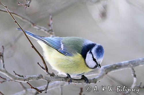 Modraszka, sikora modra, Cyanistes caeruleus, Parus caeruleus