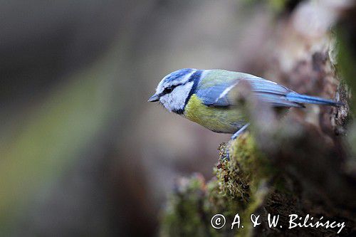 sikora modra, modraszka, Parus caeruleus