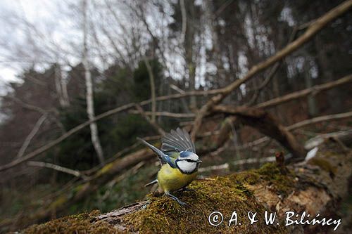Modraszka, sikora modra, Cyanistes caeruleus, Parus caeruleus