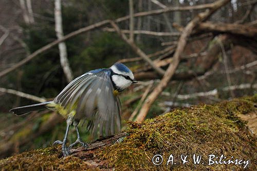 Modraszka, sikora modra, Cyanistes caeruleus, Parus caeruleus