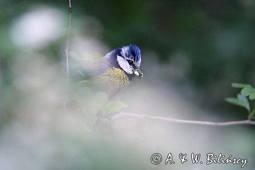 Modraszka, sikora modra, Cyanistes caeruleus, Parus caeruleus
