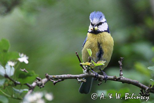 Modraszka, sikora modra, Cyanistes caeruleus, Parus caeruleus