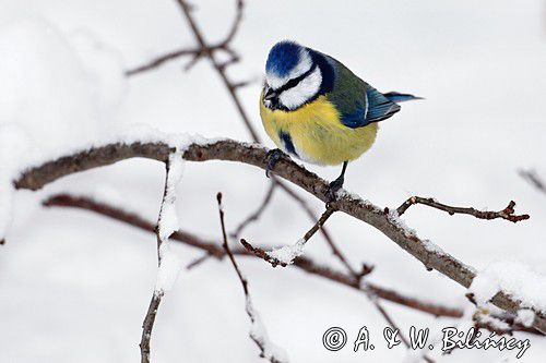 Modraszka, sikora modra, Cyanistes caeruleus, Parus caeruleus
