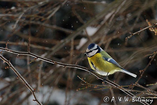 Modraszka, sikora modra, Cyanistes caeruleus, Parus caeruleus