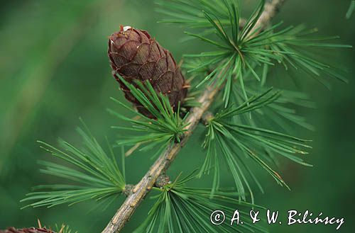 Modrzew lać: Larix Mill)