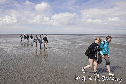 mud walking, wycieczki piesze po osuchach na morzu, Warffumerlaag koło Noordpolderzijl, Fryzja, Waddenzee, Holandia, Morze Wattowe