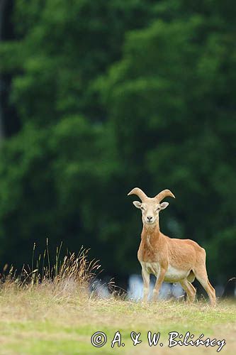 Muflon, Ovis aries musimon, samiec