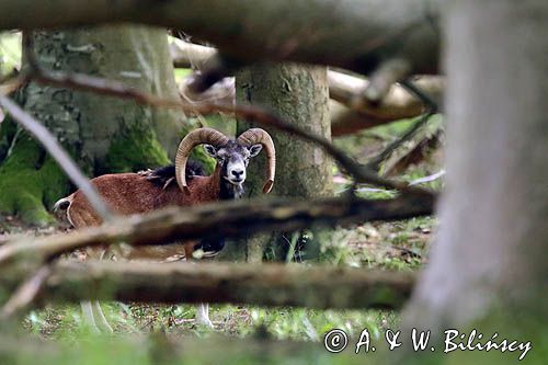 Muflon, Ovis aries musimon, samiec