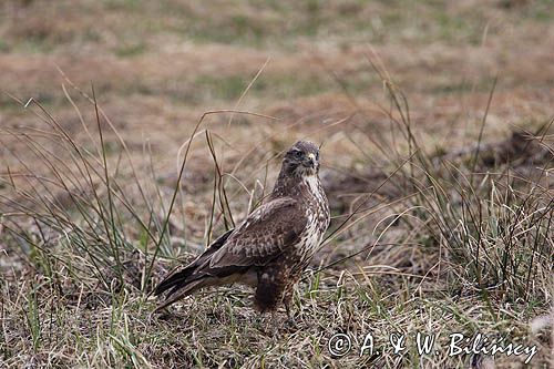 myszołów Buteo buteo