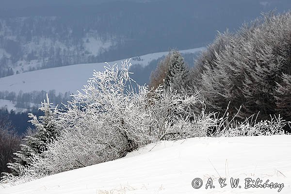 Szadzie na stoku Połoniny Caryńskiej