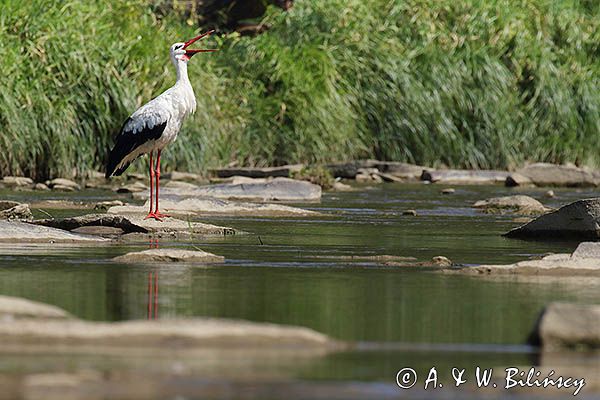 bocian biały, Ciconia ciconia