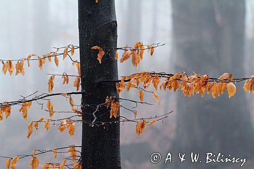 las na Otrycie, buczyna, Bieszczady