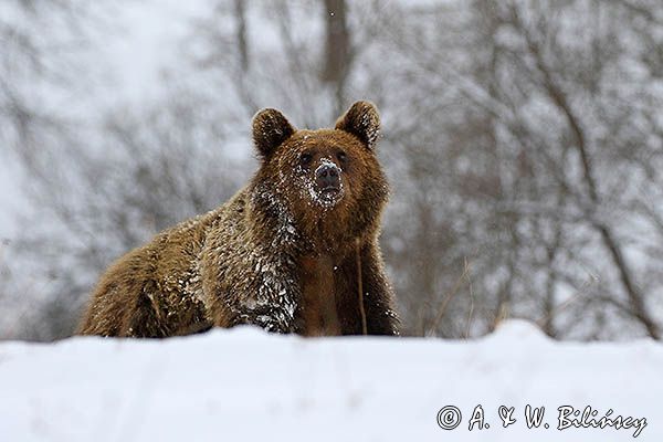 Niedźwiedź brunatny, Ursus arctos