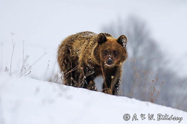Niedźwiedź brunatny, Ursus arctos