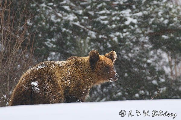 Niedźwiedź brunatny, Ursus arctos