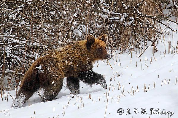Niedźwiedź brunatny, Ursus arctos
