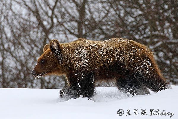 Niedźwiedź brunatny, Ursus arctos
