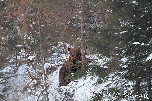 Niedźwiedź brunatny, Ursus arctos, samica
