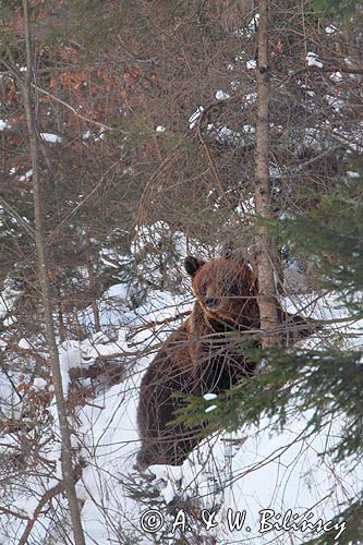 Niedźwiedź brunatny, Ursus arctos, samica