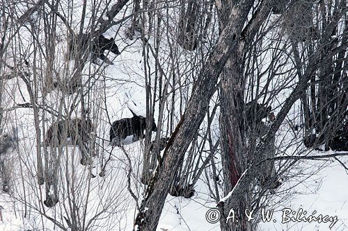 Niedźwiedź brunatny, Ursus arctos, samica z trzema młodymi