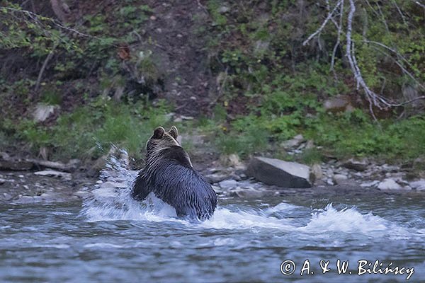 Niedźwiedź brunatny, Ursus arctos