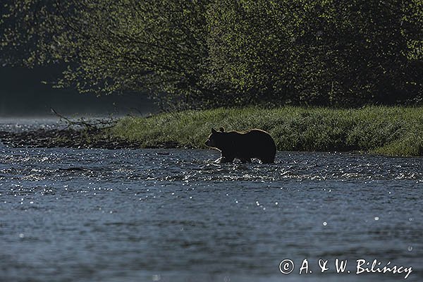 Niedźwiedź brunatny, Ursus arctos