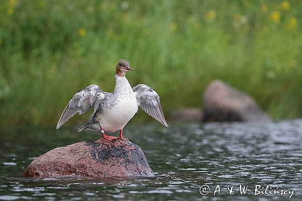 Nurogęś, tracz nurogęś, Mergus merganser, samica