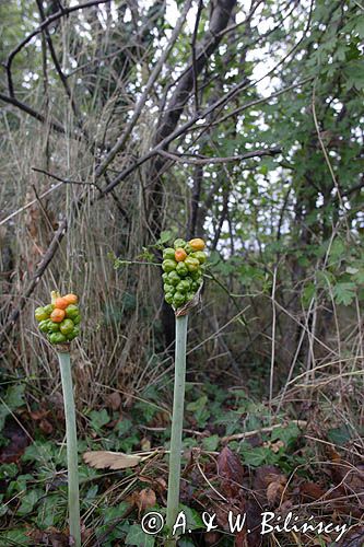 Arum maculatum obrazki plamiste) , owoc
