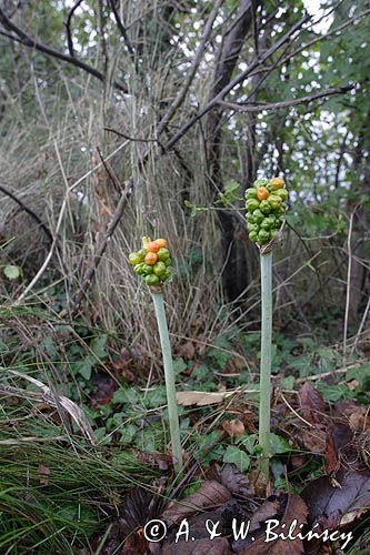 Arum maculatum obrazki plamiste) , owoc