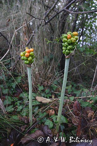 Arum maculatum obrazki plamiste) , owoc