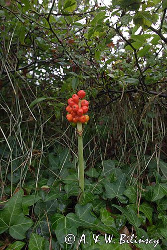 Arum maculatum obrazki plamiste) , owoc