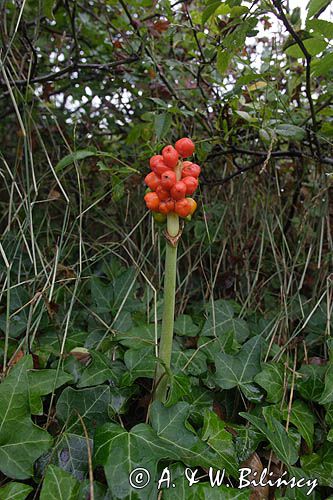 Arum maculatum obrazki plamiste) , owoc