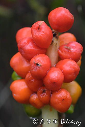 Arum maculatum obrazki plamiste) , owoc