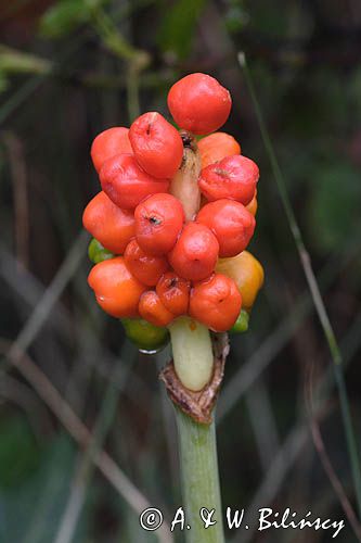 Arum maculatum obrazki plamiste) , owoc
