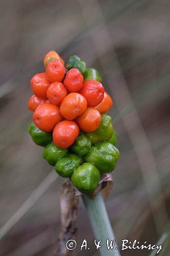 Arum maculatum obrazki plamiste) , owoc