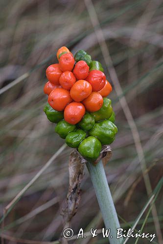 Arum maculatum obrazki plamiste) , owoc