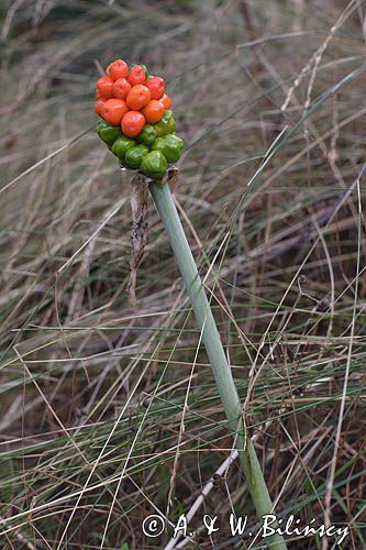Arum maculatum obrazki plamiste) , owoc