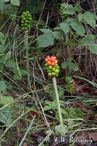 Arum maculatum obrazki plamiste) , owoc